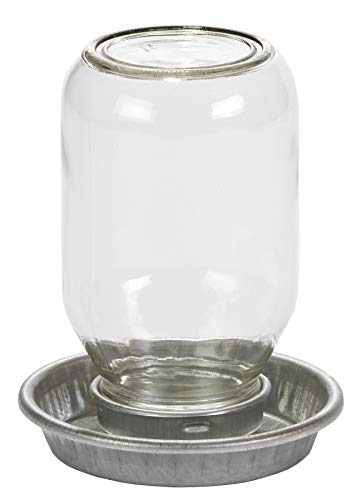 Little Giant Glass Jar Chick Waterer Mason Jar Baby Chick Waterer