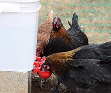 Load image into Gallery viewer, Chicken Water Cup Waterer Kit - Pack of 6 + One Extra for Free (Total of 7)
